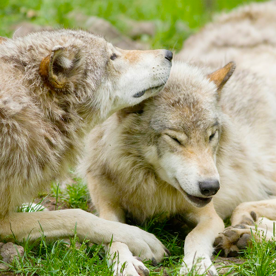 Why some animals appear to mourn their dead